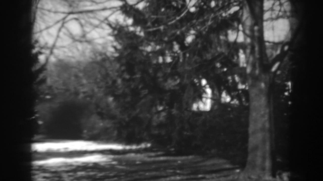 Winchester, Maryland home-movie view of trees beside a narrow road or drive, with soft focus and strong sunlight in the background.