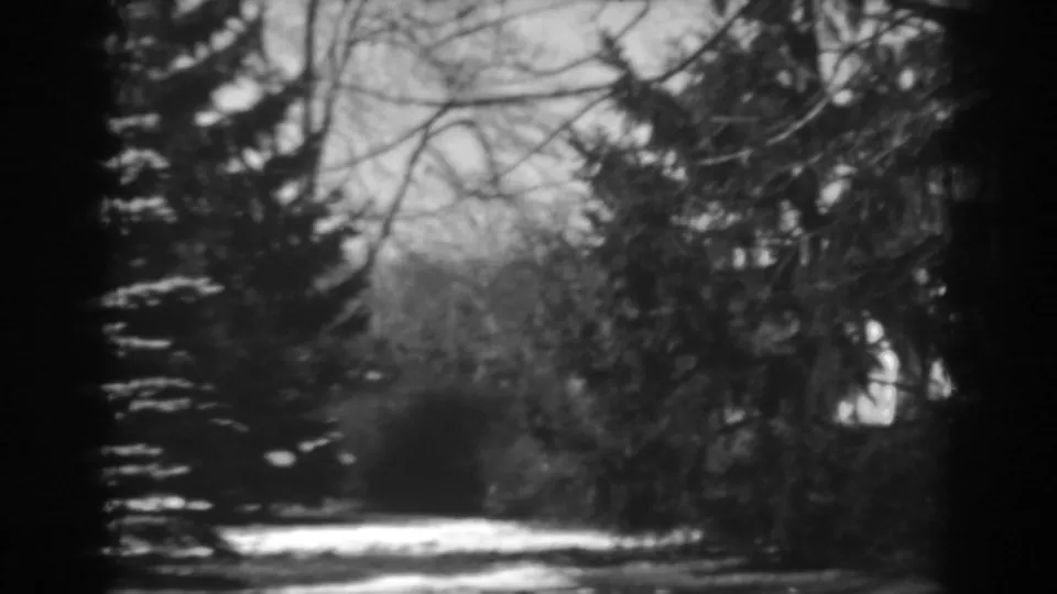 Late-1930s 8mm frame from Winchester, Maryland showing trees over a quiet road or path, with bright sunlight and shadowed foliage.
