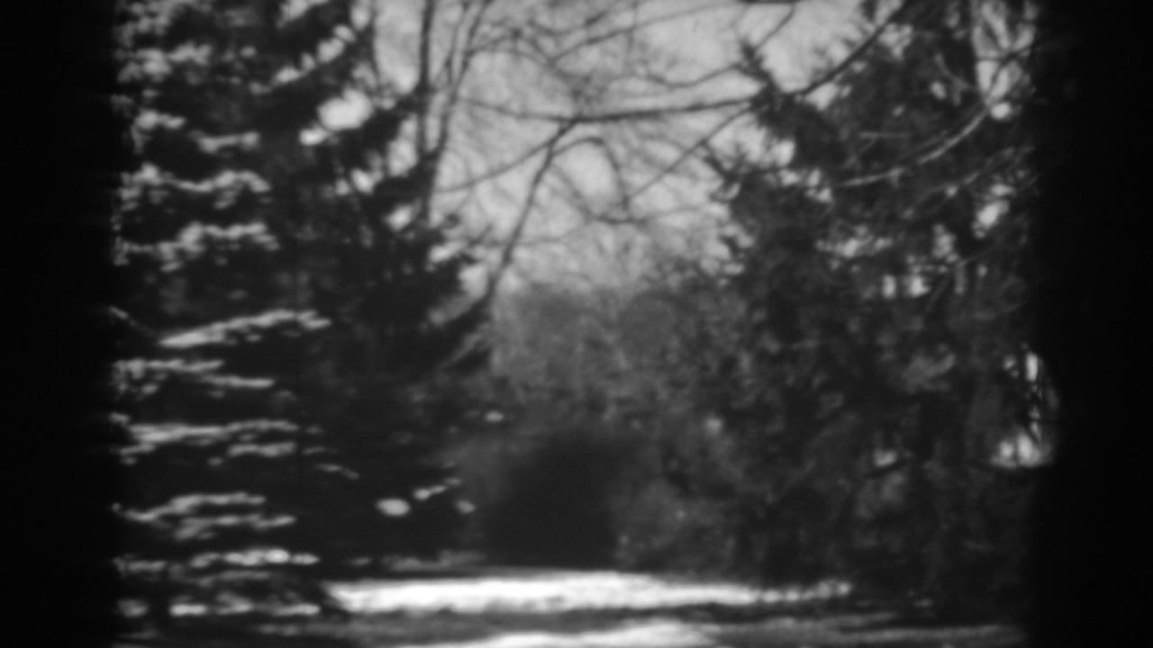 Snow-dusted evergreen beside bare winter trees, seen through dark 8mm frame edges.
