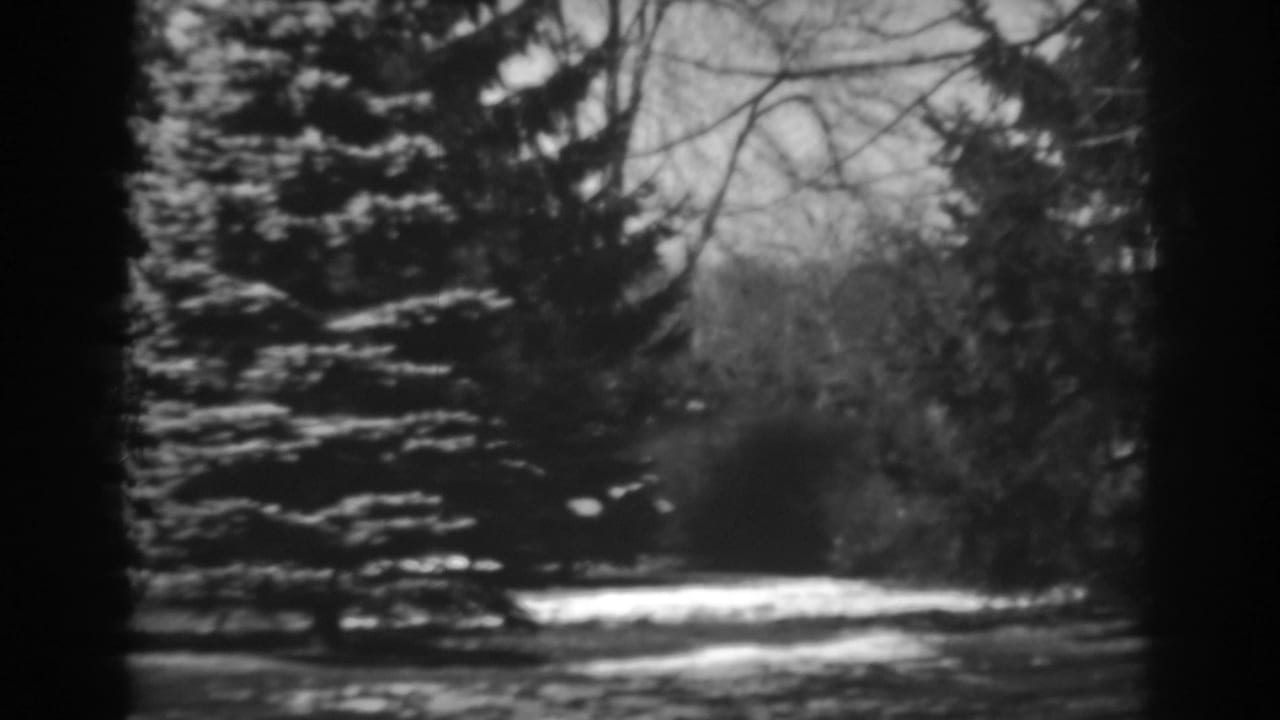 Evergreen with snow on its branches beside a pale snowy path or ground patch.