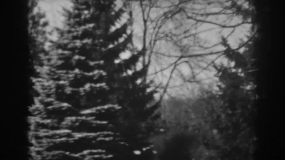 Late-1930s 8mm frame showing a snow-dusted evergreen and leafless trees in the supplied Maryland location.