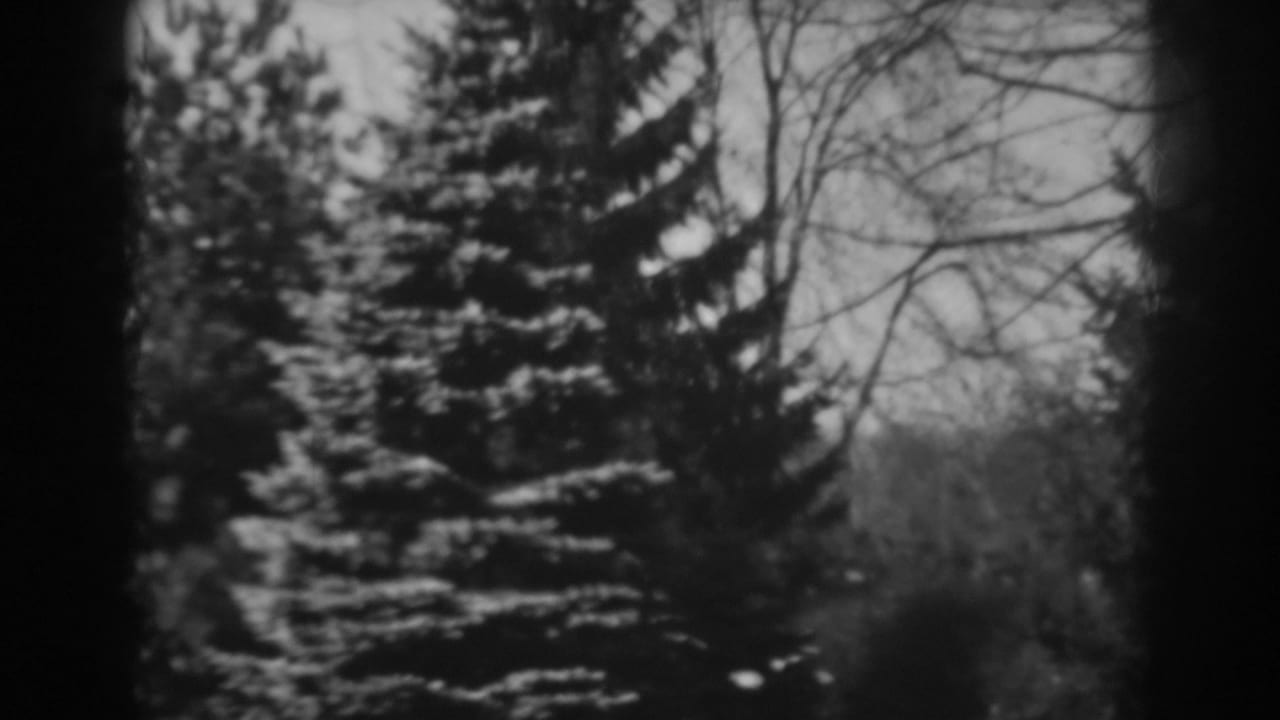 Snow-dusted pine tree with bare branches behind it.