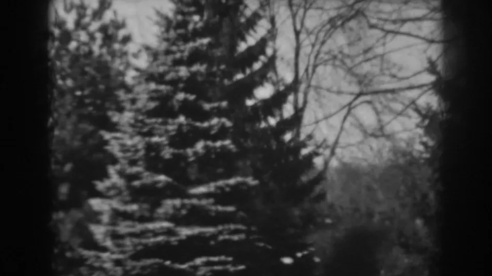 1938 Winchester, Maryland home-movie frame showing a large pine tree with snow on its branches and bare trees in the background.