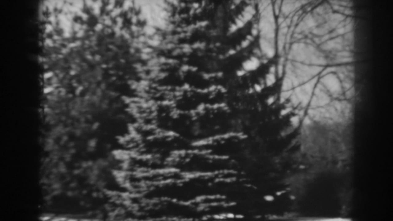 A soft black-and-white view of a snow-dusted evergreen and leafless trees in Winchester, Maryland, from the 1938 home movie.