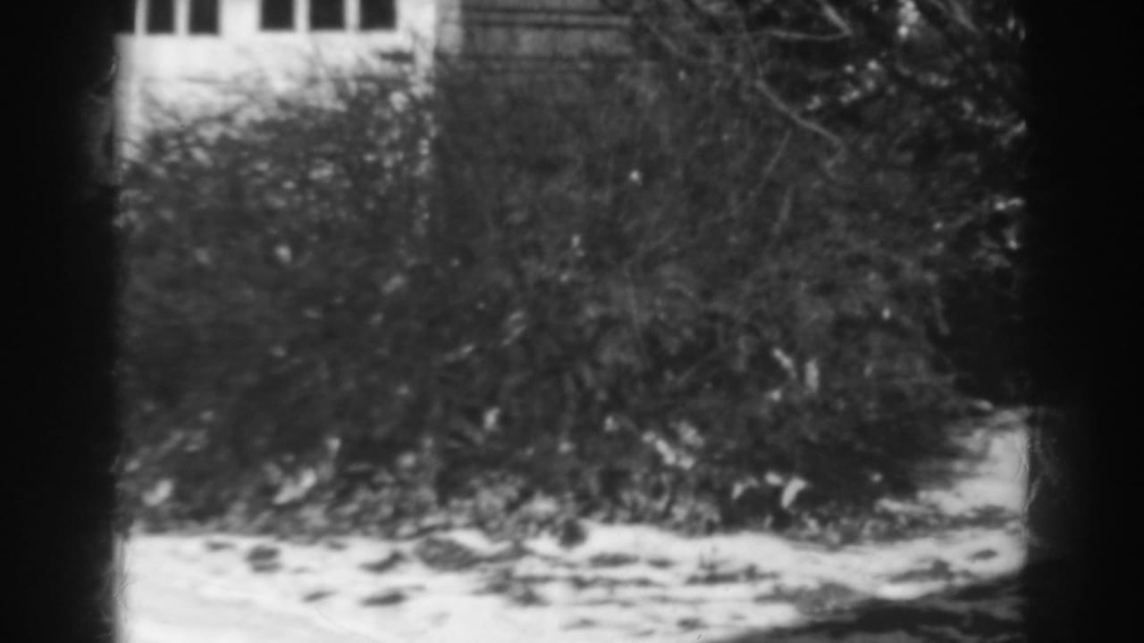 Shrubbery and snow below house windows in black and white.