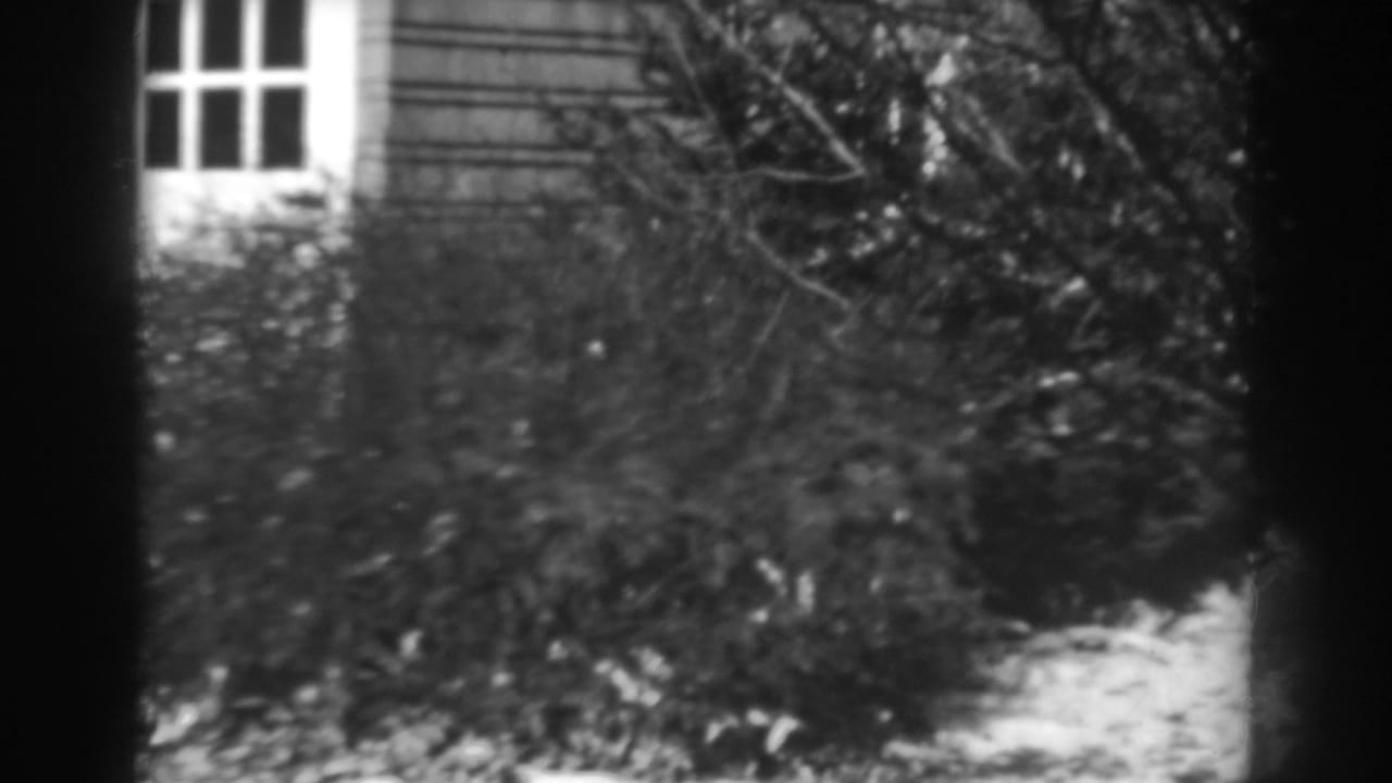 Shrubs and bare branches beside a house wall with windows.