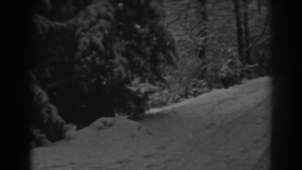 Snow-covered wooded path bordered by dark evergreen trees.