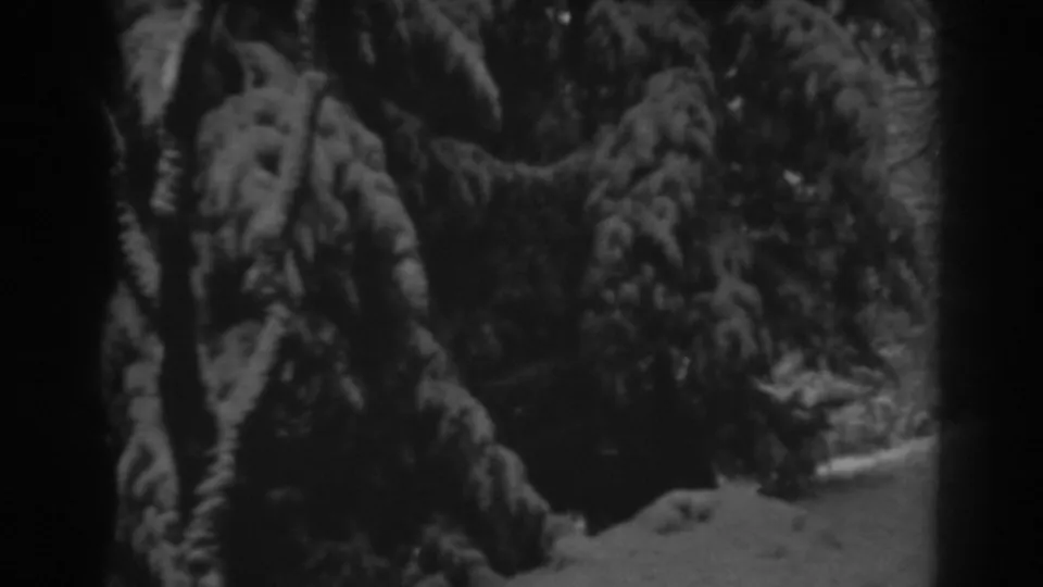1938 home-movie frame showing dense snow-covered evergreens and shadowed woodland near Winchester, Maryland.
