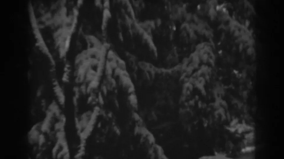Black-and-white 8mm winter frame from Winchester, Maryland, showing dense evergreens and snow at the side of a wooded route.