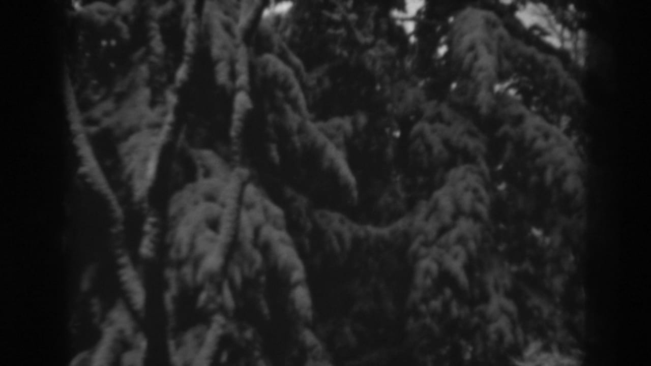 Snow-laden conifer branches fill the frame in soft black-and-white focus.
