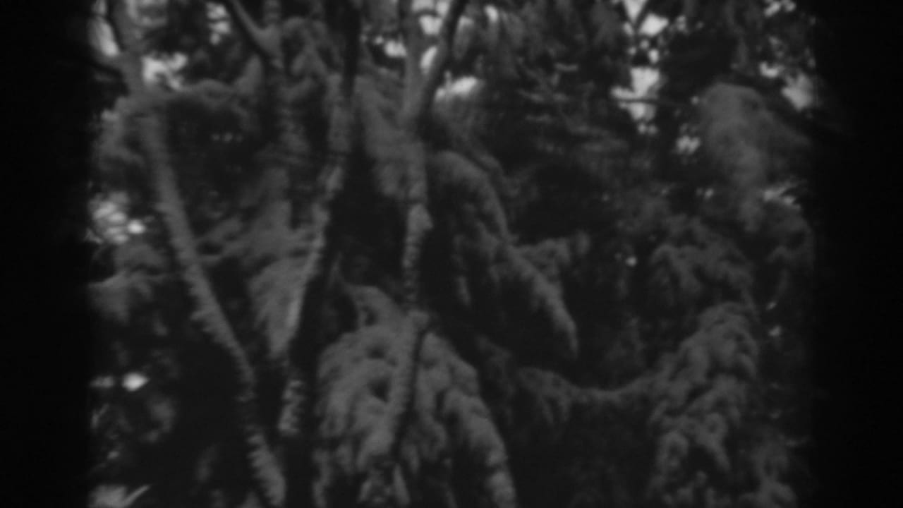 Snow-coated evergreen branches and shadowed trunks appear in a tight 8mm winter view from the Winchester, Maryland footage.