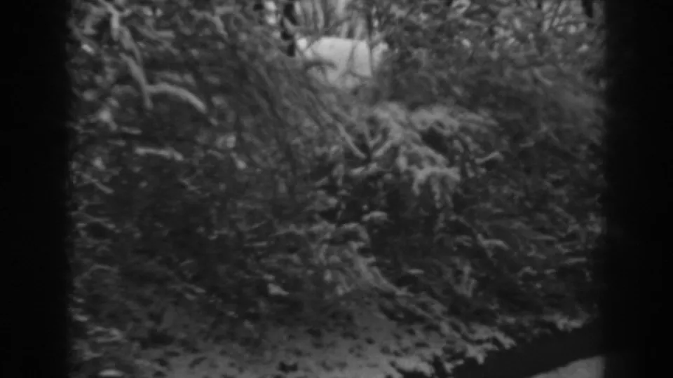 Close roadside view from 1938 8mm footage, with snow-covered shrubs and branches in a wooded Winchester, Maryland setting.