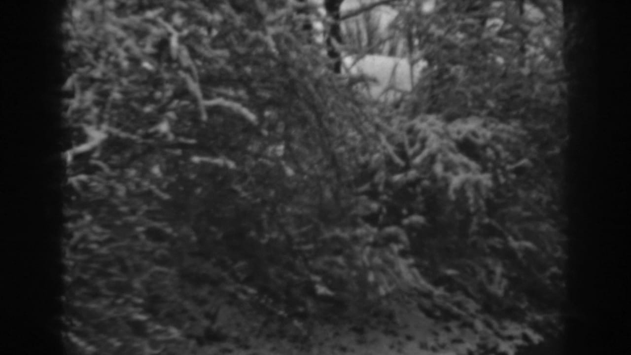 Snow-covered shrubs and bare trees seen through a dark window-like edge.