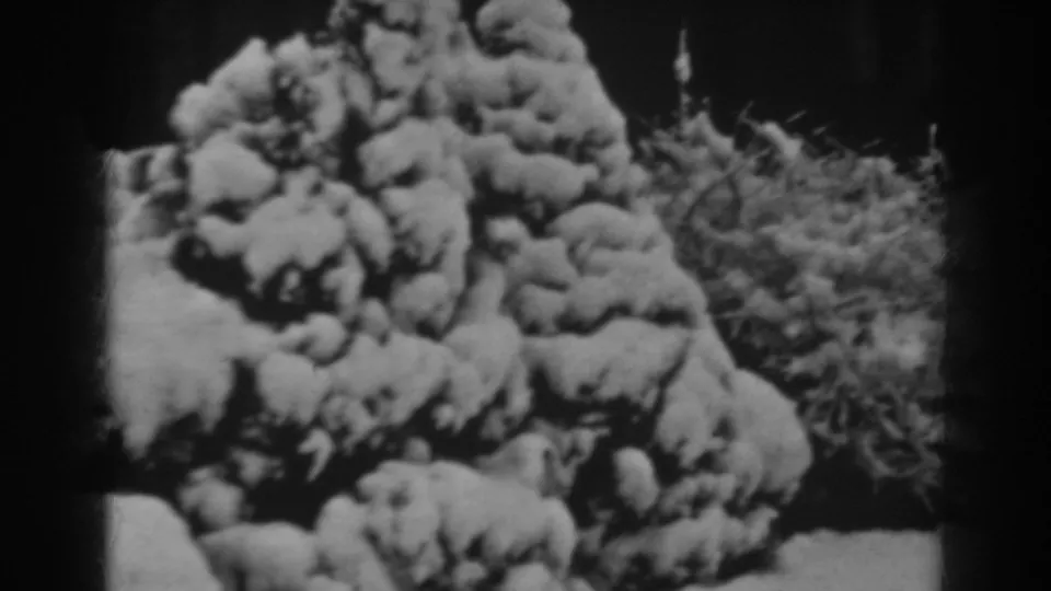 1938 Winchester, Maryland winter frame showing heavy snow on a shrub mass, with fine branch tips visible against a dark background.