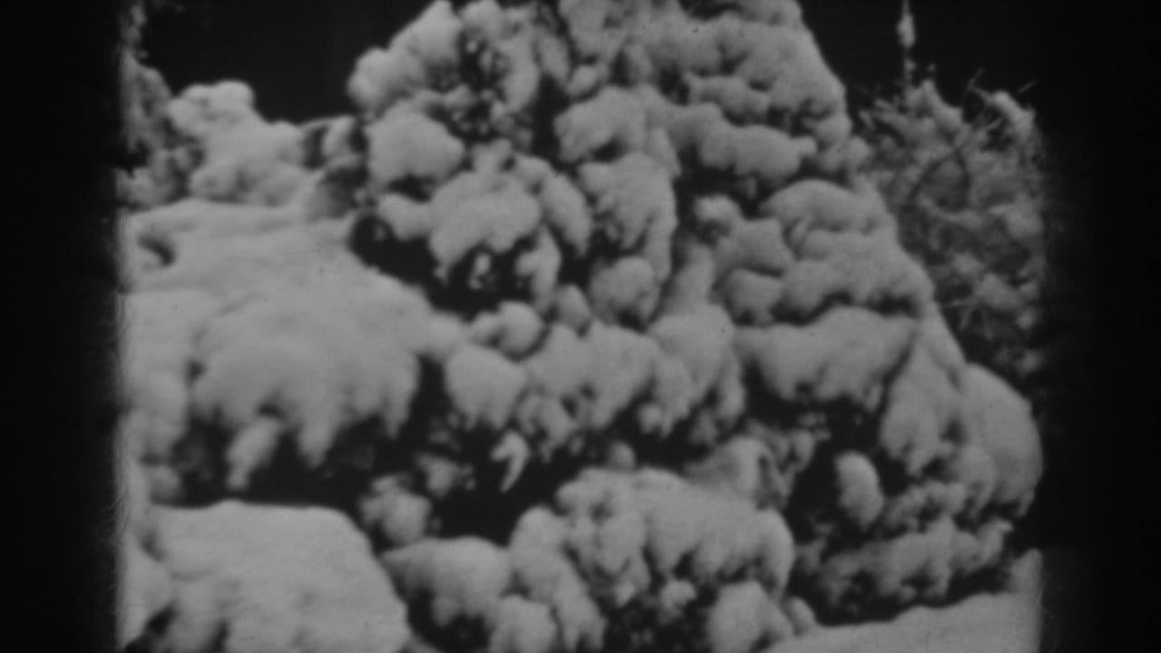 Snow-covered evergreen bushes fill the frame in soft black-and-white footage.