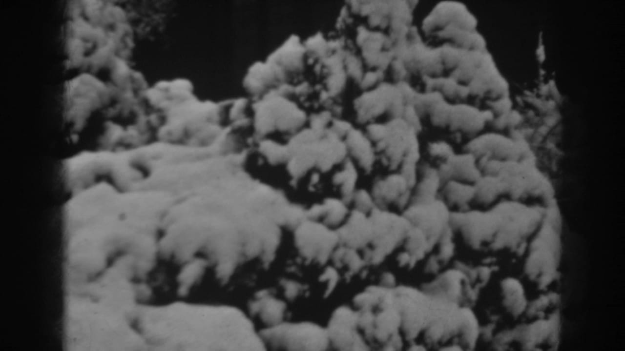 The 1938 home-movie frame continues across thick snow on coniferous bushes in Winchester, Maryland.