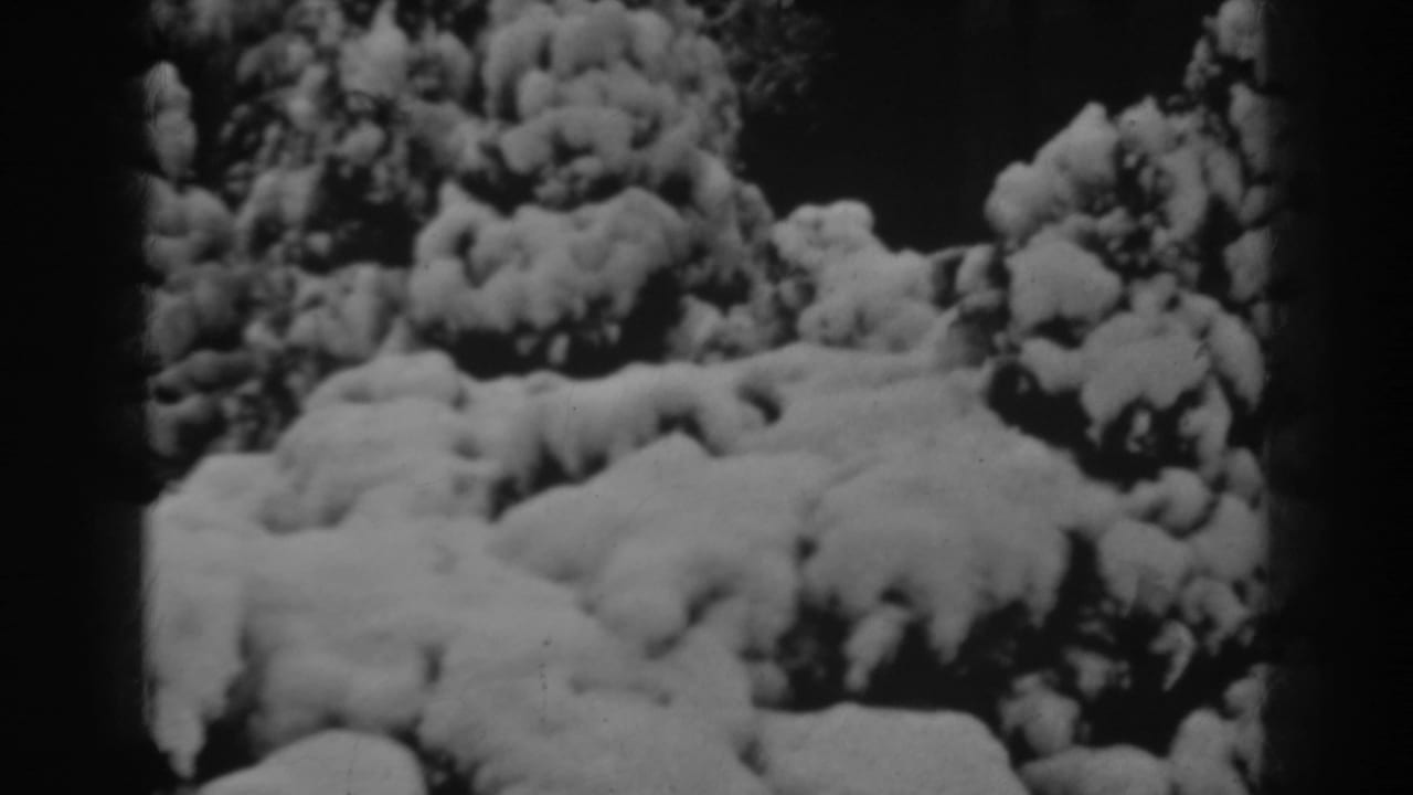 Snow-covered shrubs and ground with dark trees at the frame edges.