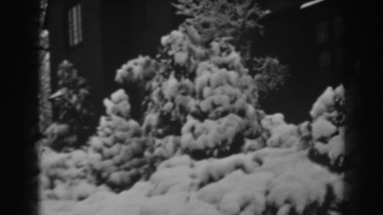 Snowy evergreens and a dark house wall with a window in the background.