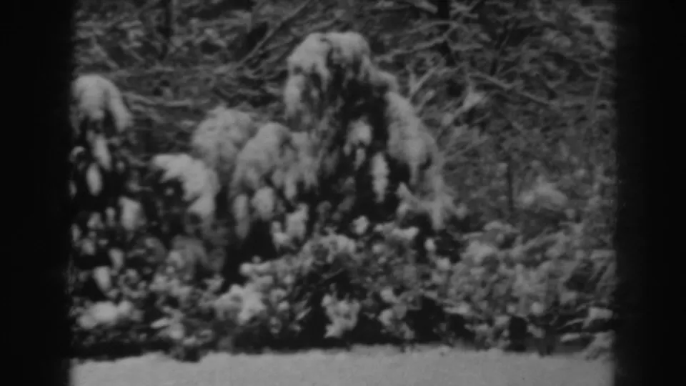A snowy garden and shrub bed in Winchester, Maryland, recorded in a 1938 black-and-white 8mm home movie.