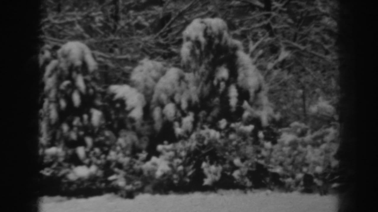1938 Winchester, Maryland home-movie frame showing snow-laden evergreens, brush, and bare branches in soft black-and-white 8mm footage.