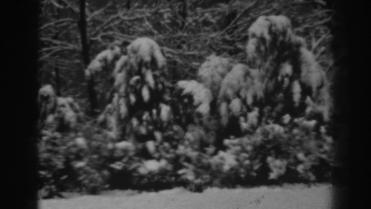 Snowy evergreen shrubs and low brush against a dark wooded background.