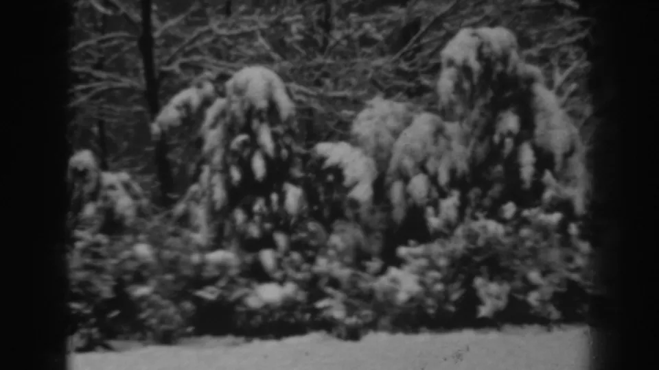 Snow-covered plantings and winter brush appear in a 1938 Winchester, Maryland 8mm home-movie view, with no people or buildings visible.