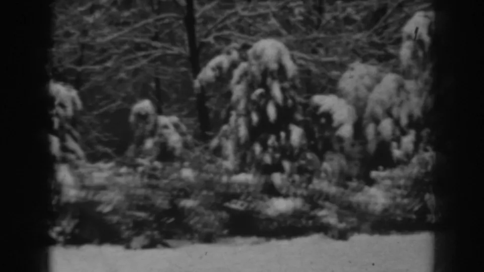 A soft 8mm winter frame from Winchester, Maryland in 1938 shows snowy brush, evergreen branches, and a pale snow-covered foreground.