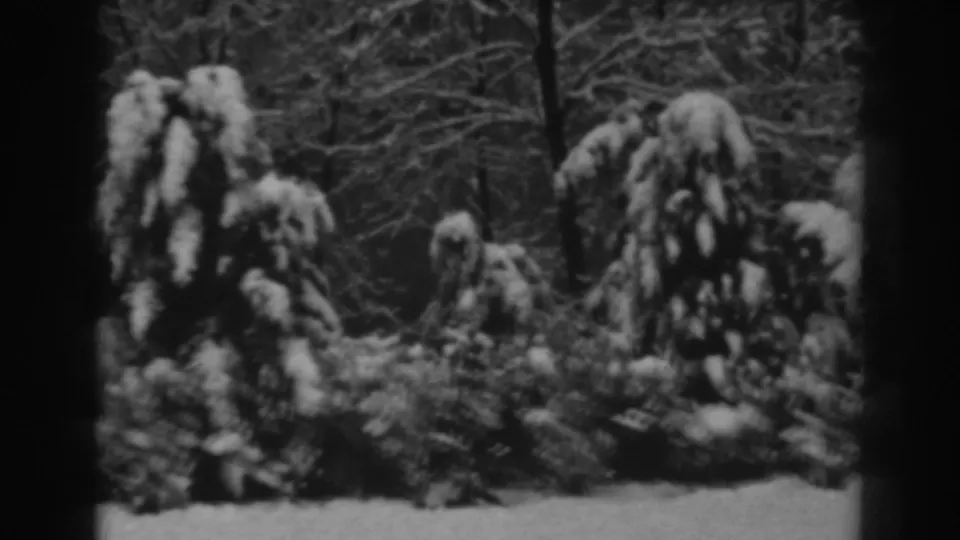 Late-1930s 8mm footage shows snow-heavy evergreen shrubs and surrounding winter brush near Winchester, Maryland, with dark frame borders visible.