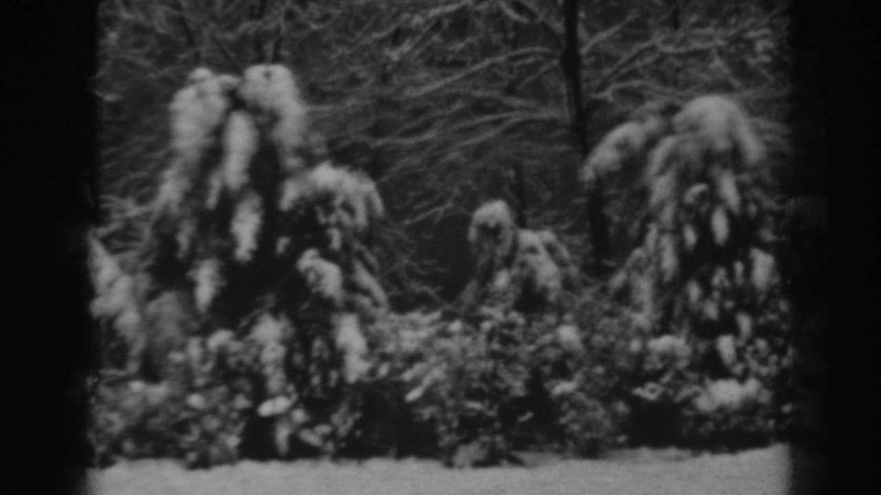 Snow-covered shrubs and bare branches in a winter garden.