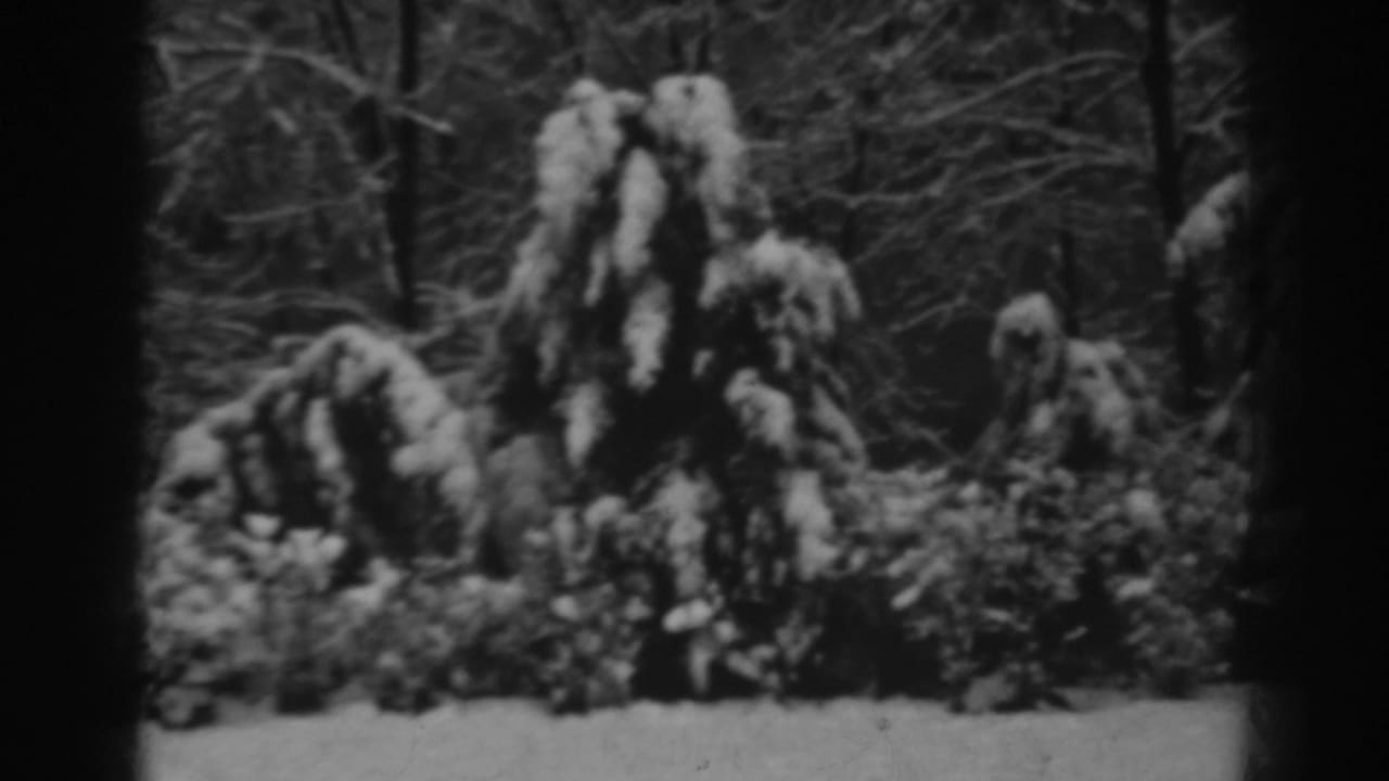 Cluster of snow-heavy shrubs with leafless trees behind them.