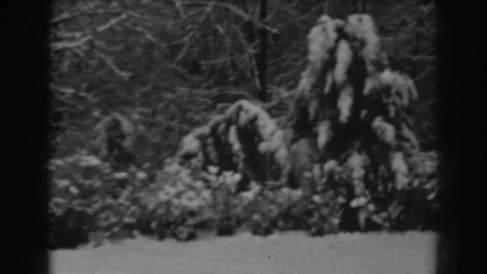 Snow-covered garden flora fills the frame, with bare branches behind and a bright snowy ground band below.