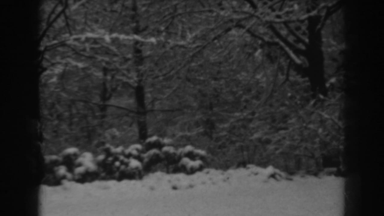 A Winchester, Maryland winter view from 1938 with a dark tree trunk dividing snowy shrubs, branches, and ground.