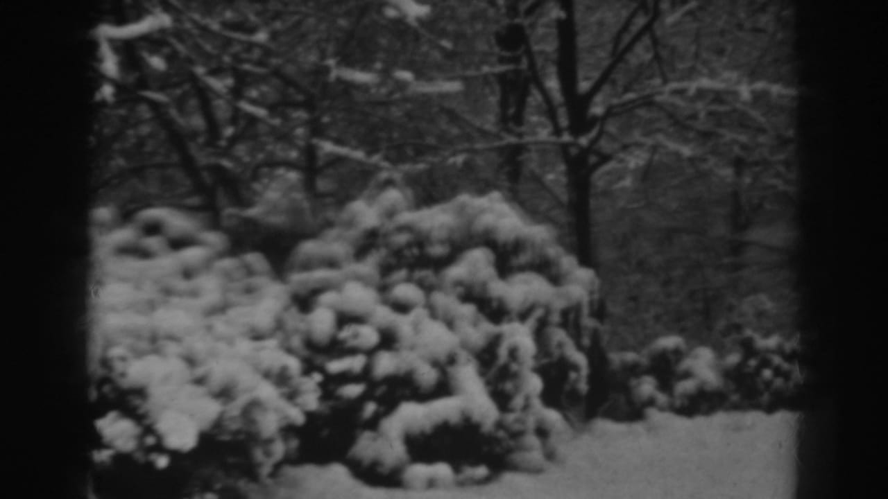 Snow-covered bushes and bare trees in a dark-edged black-and-white frame.