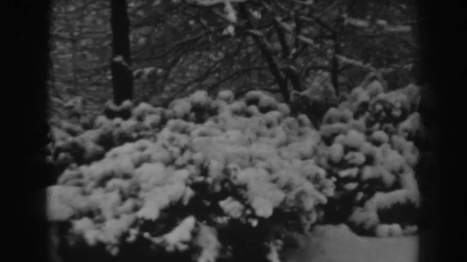 Home-movie winter frame showing thick snow on shrubs with dark tree trunks and branches behind them.