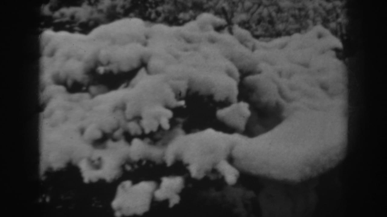 Black-and-white 8mm view from Winchester, Maryland, showing dense snow piled across evergreen branches.
