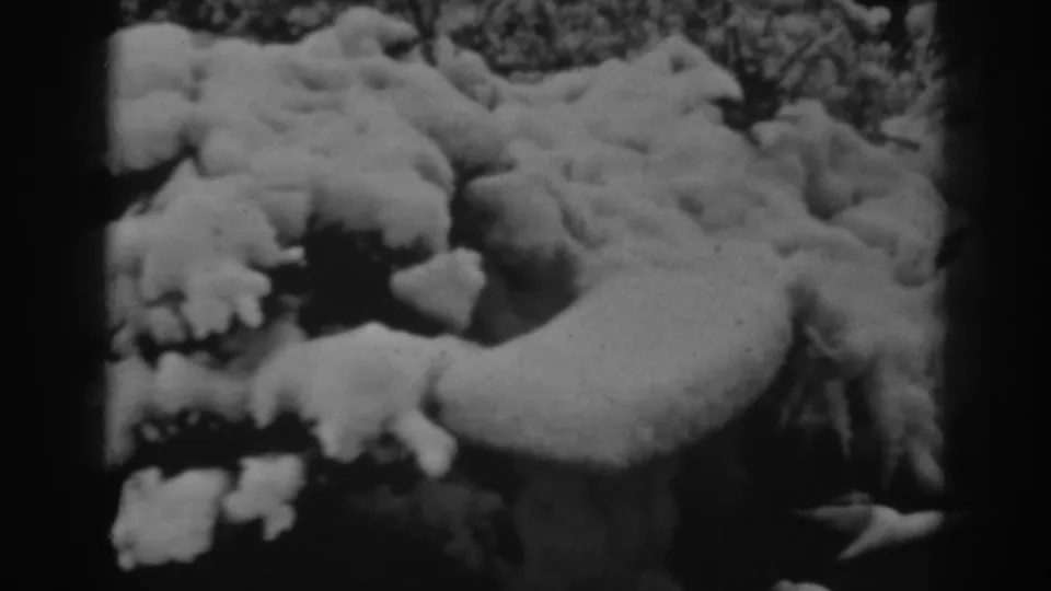 1938 home-movie frame showing thick snow on lower evergreen branches, with shaded foliage and a dark vertical form nearby.