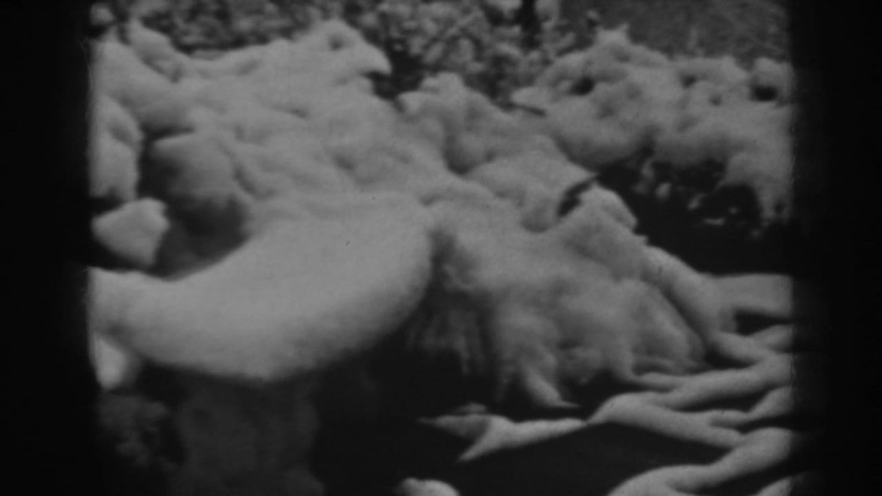 Snow-covered ground with exposed tree roots and shrubs framed by dark 8mm film edges.