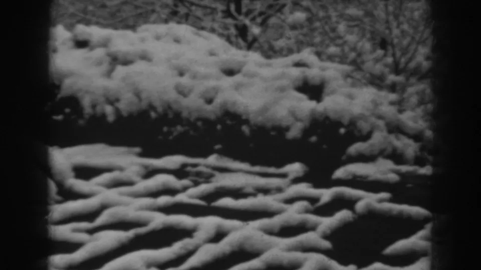 Final 1938 Winchester, Maryland frame showing snow over shrubs and root patterns with bare winter branches behind them.