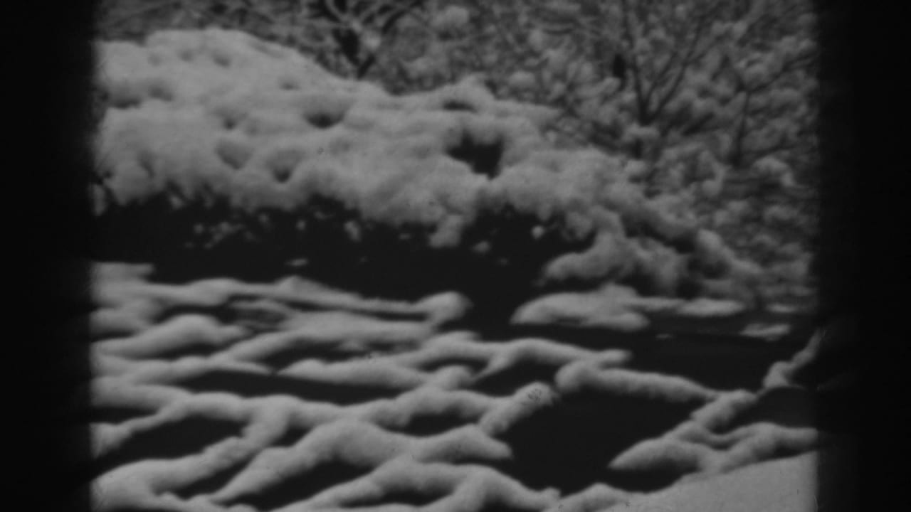 Snow-covered ground and shrubs beneath dark tree trunks in black-and-white film.