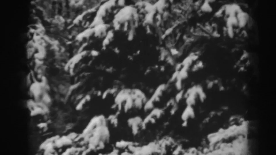 Snow-laden pine or evergreen branches fill the frame in this 1938 Winchester, Maryland winter home movie.