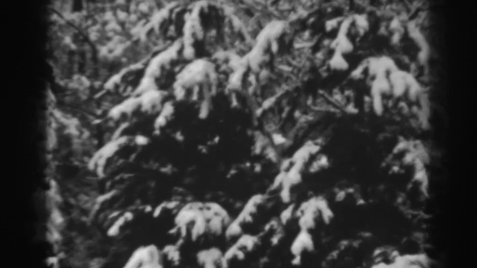 A close winter view of evergreen boughs covered in snow, recorded on 8mm film in Winchester, Maryland.