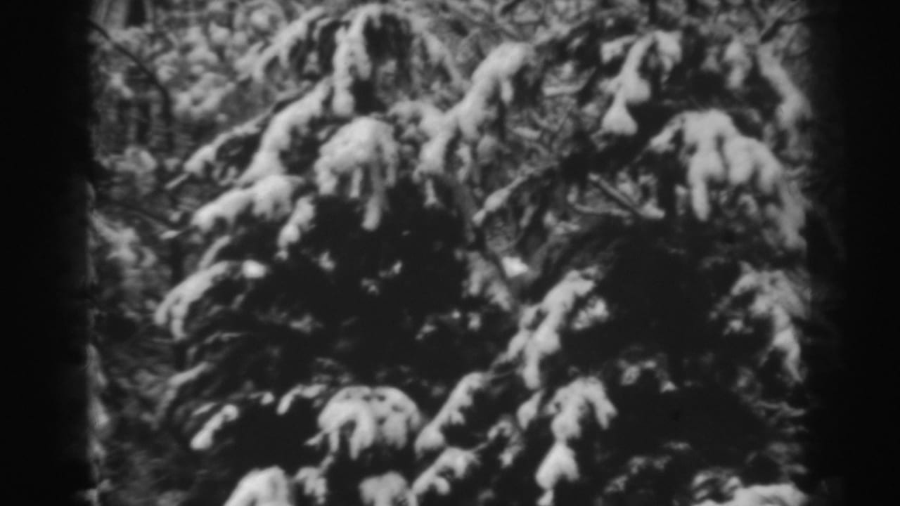 Snow-covered evergreen branches fill a soft black-and-white frame.