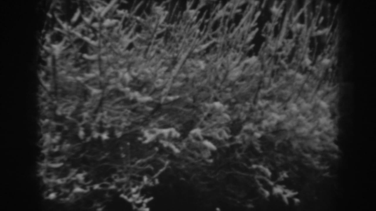 Close view of snow-dusted bushes and branches in a wooded area.