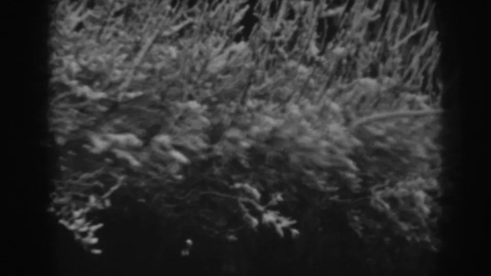 Black-and-white home-movie frame of snow-covered bushes and tangled branches in the 1938 Winchester, Maryland winter scene.