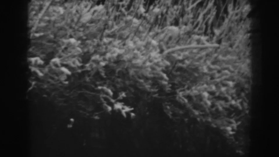 Black-and-white 8mm frame showing dense snow-dusted brush and branches in the Winchester, Maryland winter landscape footage.