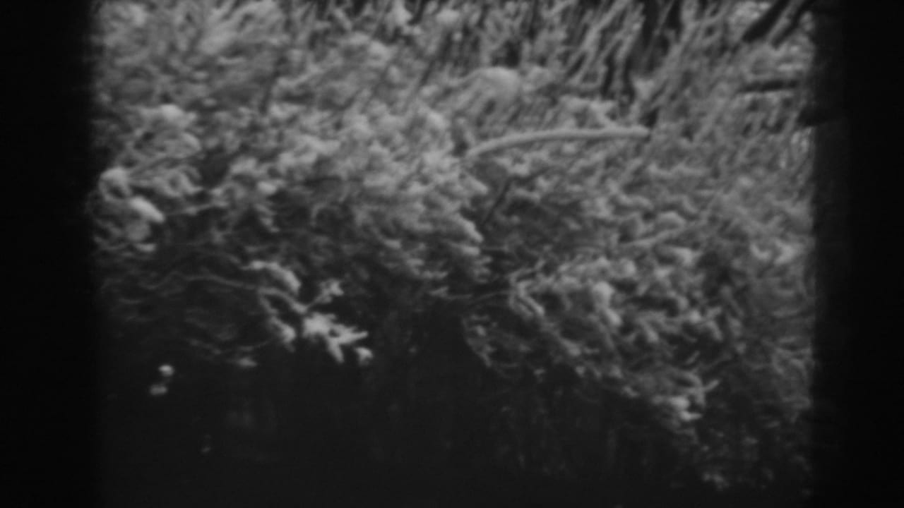 Black-and-white 1938 8mm frame from Winchester, Maryland, showing snow-heavy evergreens against a shadowed winter woodland.