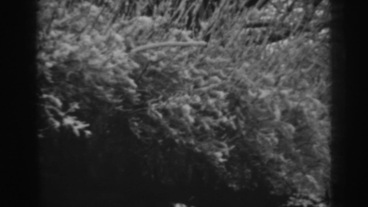 Snowy evergreen trees fill the frame with dark woods below.