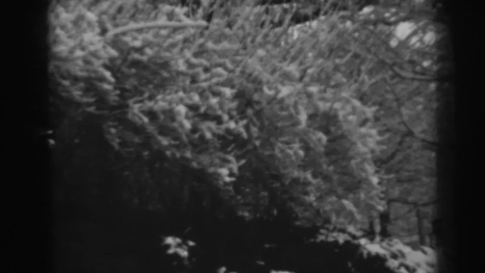 1938 black-and-white 8mm frame showing a snowy wooded slope with evergreen branches and bare tree trunks in Winchester, Maryland.
