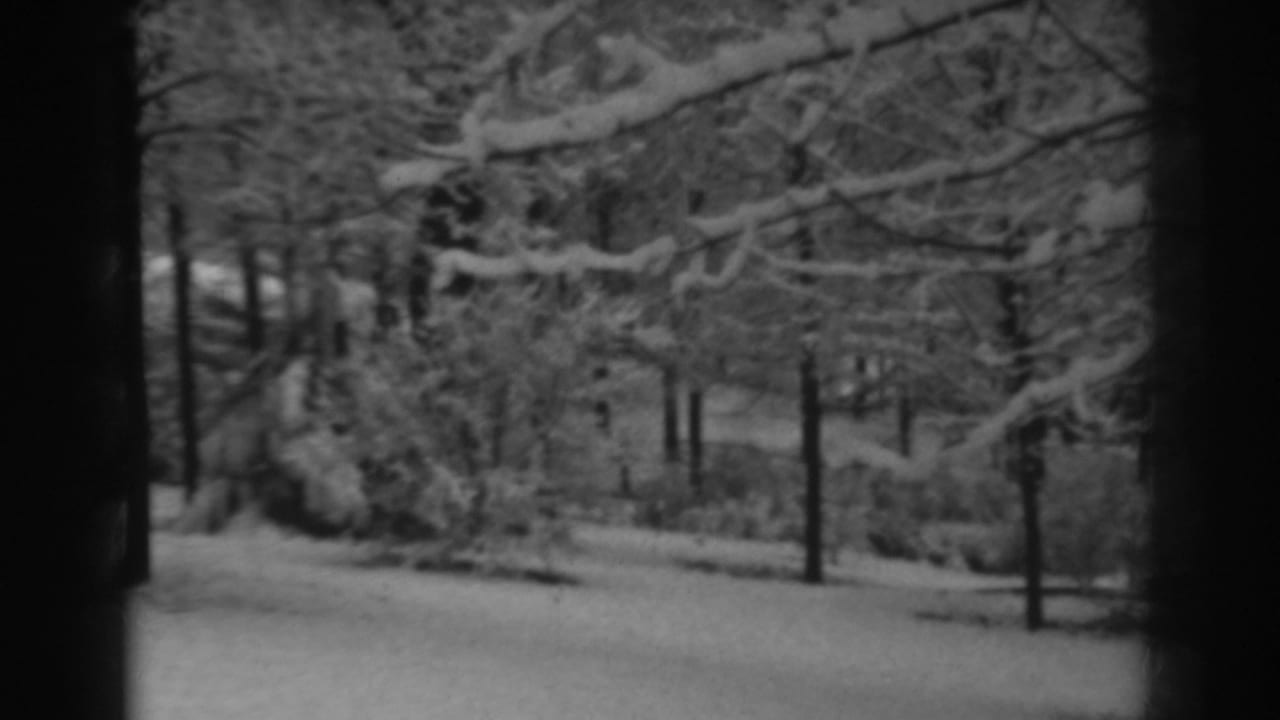 Snow-covered trees and branches in a quiet wooded outdoor area.