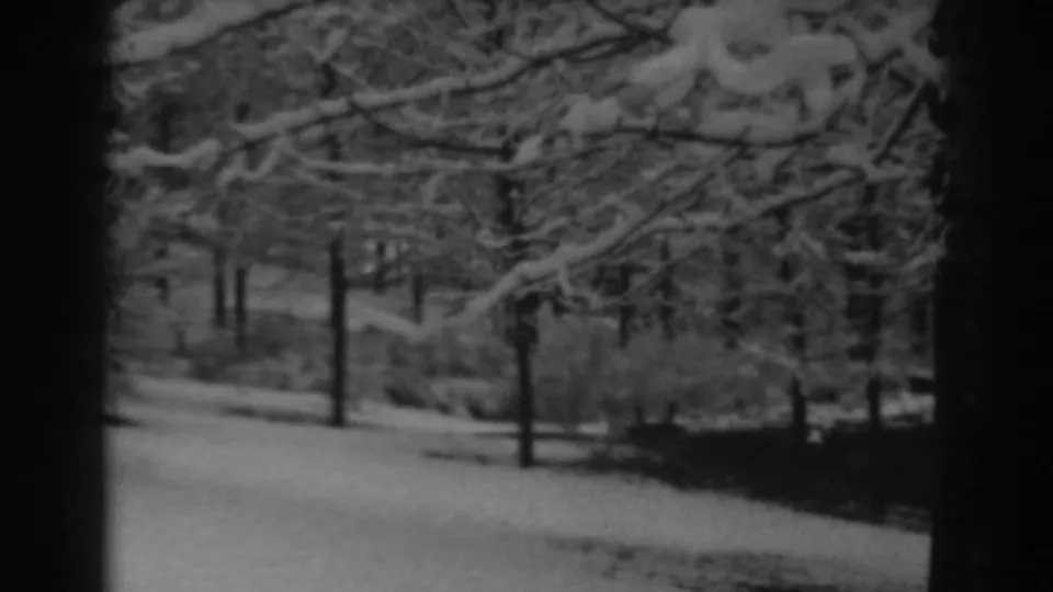 Soft 8mm frame of a Winchester, Maryland winter scene, with snow-heavy branches above dark trunks and pale ground.